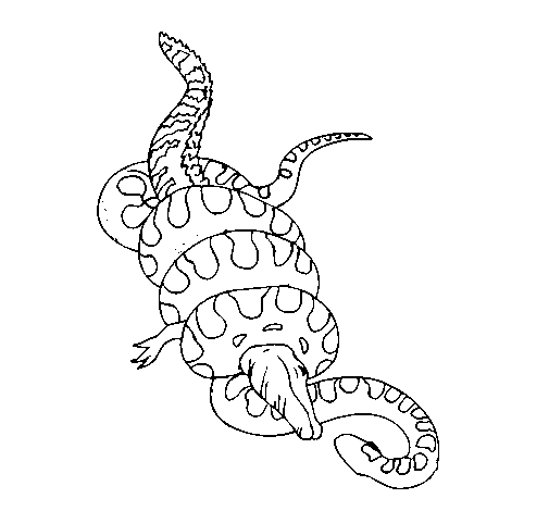 Disegno di Anaconda e caimano  da Colorare