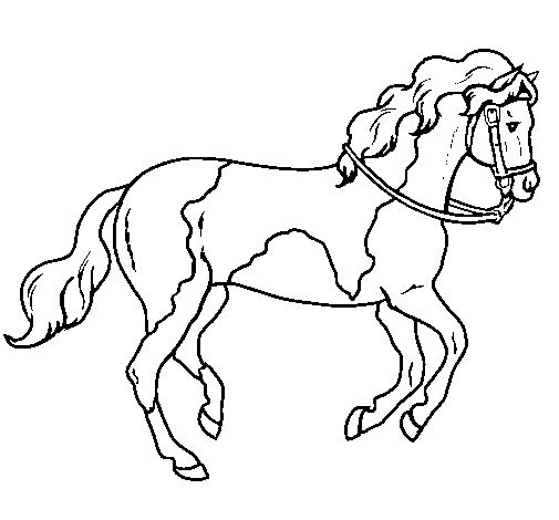 Disegno di Cavallo 5 da Colorare
