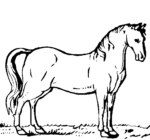 Disegno di Cavallo dell’Andalusia  da Colorare