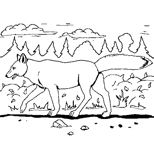 Disegno di Coyote da Colorare