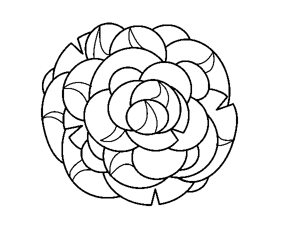 Disegno di Crisantemo da Colorare