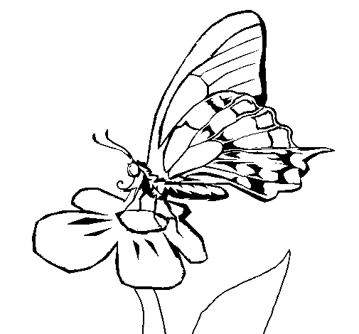 Disegno di Farfalla sul fiore  da Colorare