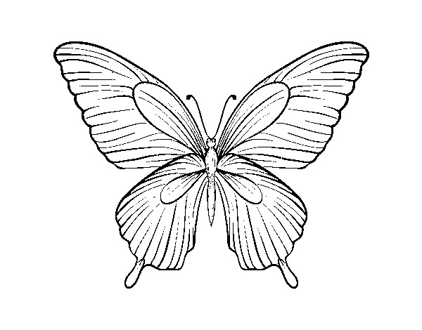 Disegno di Farfalla tropicale da Colorare