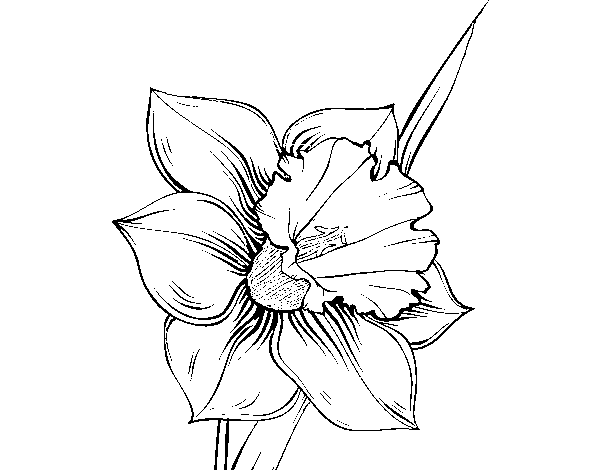 Disegno di Fiore de niarciso da Colorare