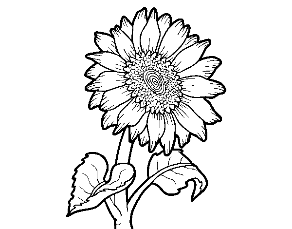 Disegno di Fiore di girasole da Colorare