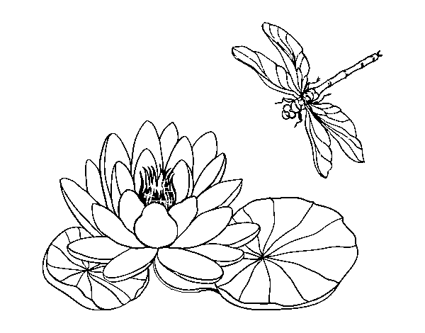 Disegno di Fiore di loto da Colorare
