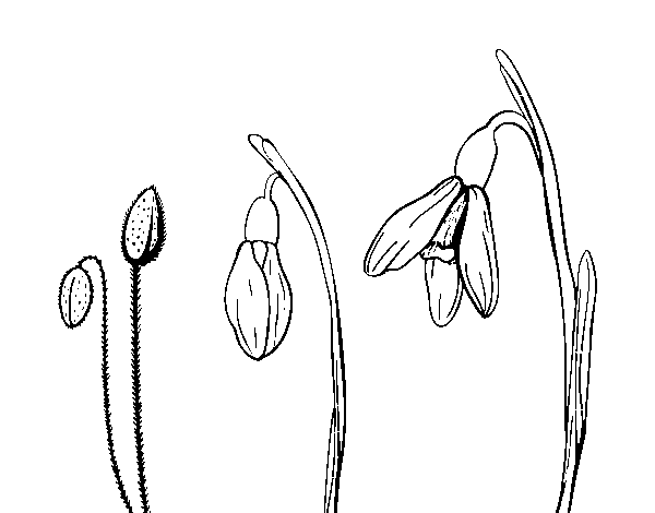 Disegno di Fiore di setlla alpina da Colorare