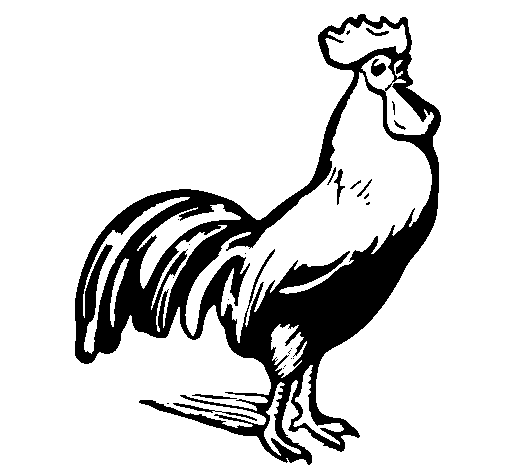 Disegno di Gallo gagliardo  da Colorare