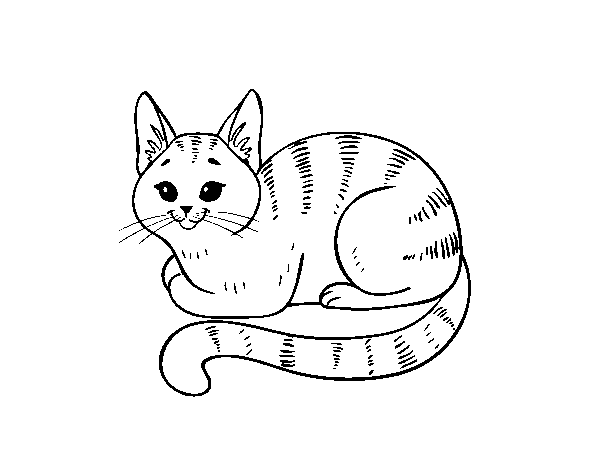 Disegno di Giovane gatto da Colorare