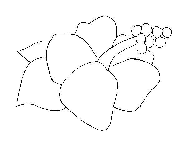 Disegno di Lagunaria fiore da Colorare