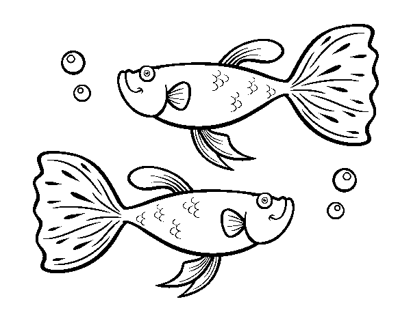 Disegno di Pesci guppy da Colorare