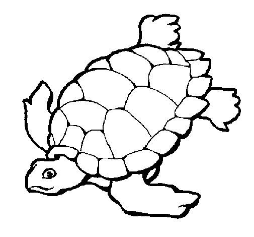 Disegno di Tartaruga  da Colorare