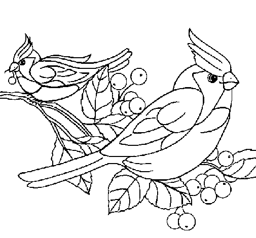 Disegno di Uccelli da Colorare