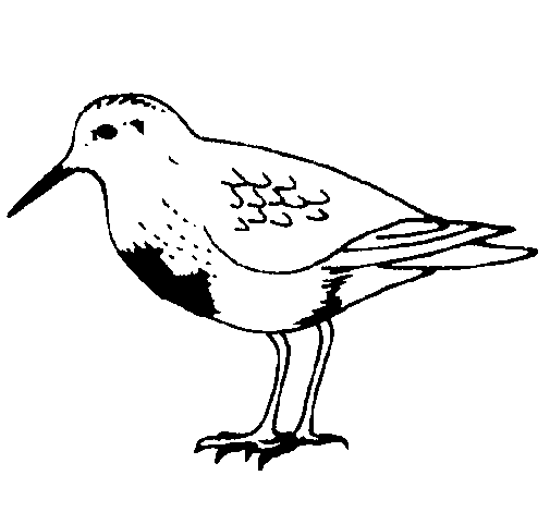 Disegno di Uccello  da Colorare