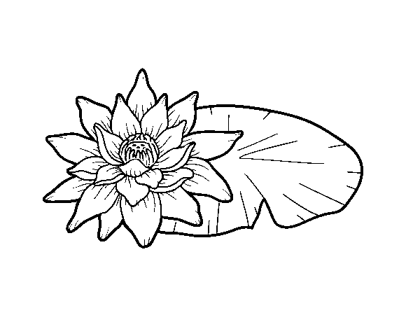 Disegno di Una fiore di loto da Colorare