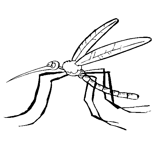 Disegno di Zanzara da Colorare