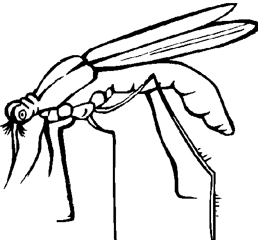 Disegno di Zanzara  da Colorare