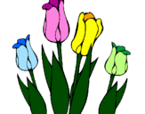 Disegno Tulipani  pitturato su Giulia84