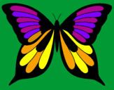 Disegno Farfalla pitturato su vincenzo 1b