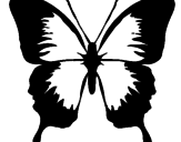 Disegno Farfalla con le ali nere pitturato su cristina