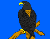 Disegno Aquila su un ramo pitturato su carlo