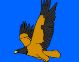 Disegno Aquila in volo  pitturato su carlo