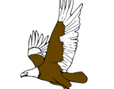 Disegno Aquila in volo  pitturato su filippo