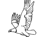 Disegno Aquila in volo  pitturato su buba