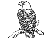 Disegno Aquila su un ramo pitturato su roberta