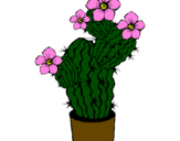 Disegno Fiori di cactus  pitturato su VANESSA TONINI