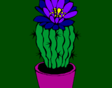 Disegno Cactus fiorito  pitturato su Lucia Angelillo