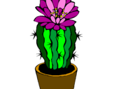 Disegno Cactus fiorito  pitturato su VANESSA TONINI