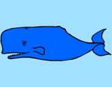 Disegno Balena blu pitturato su sissi the bst