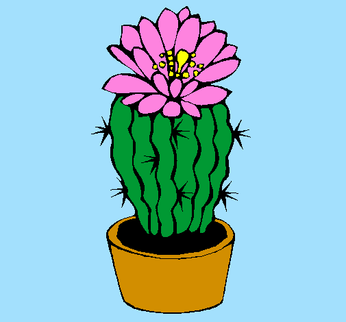 Cactus fiorito 