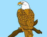 Disegno Aquila su un ramo pitturato su rachele