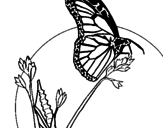 Disegno Farfalla su un ramo pitturato su silvia