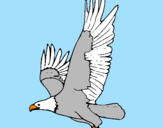 Disegno Aquila in volo  pitturato su barbara