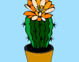 Disegno Cactus fiorito  pitturato su Anaderol