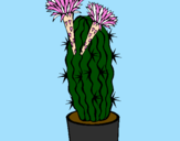 Disegno Cactus fioriti pitturato su gianfranco