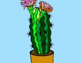 Disegno Cactus fioriti pitturato su anaderol