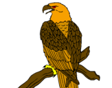 Disegno Aquila su un ramo pitturato su ale