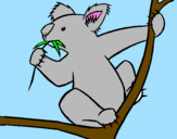 Disegno Koala  pitturato su matteo