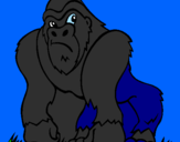 Disegno Gorilla pitturato su Danilo