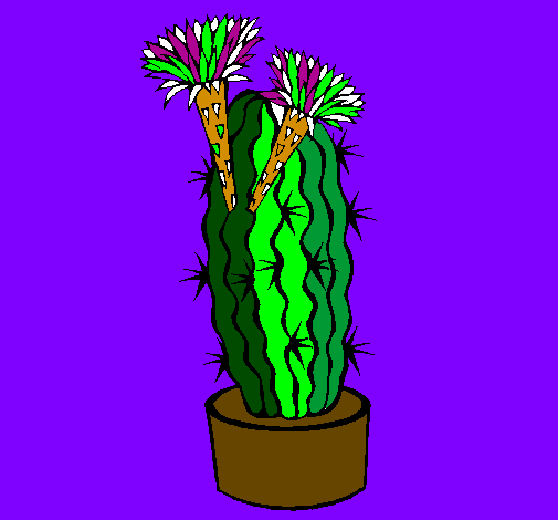 Cactus fioriti