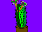 Disegno Cactus fioriti pitturato su ale  b 11  17  11  8