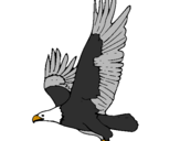 Disegno Aquila in volo  pitturato su giuseppe