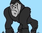 Disegno Gorilla pitturato su ciro brian