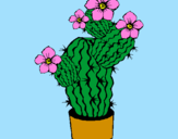 Disegno Fiori di cactus  pitturato su maria