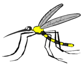 Disegno Zanzara pitturato su zanzara MIC