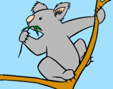 Disegno Koala  pitturato su Delia